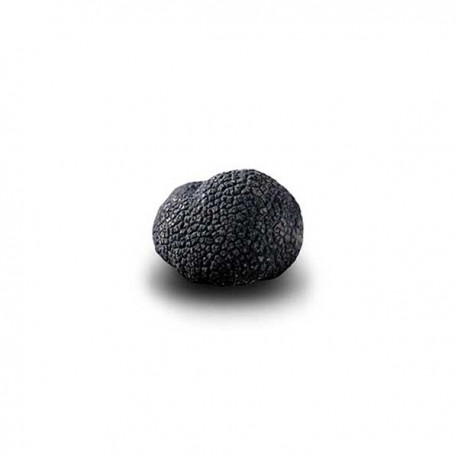 Truffe Noire du Périgord surgelée (Tuber Melanosporum) de 22.5g +/- 2.5g