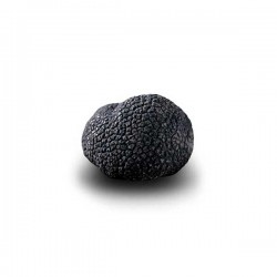 Truffe Noire du Périgord surgelée (Tuber Melanosporum) de 42.5g +/- 2.5g