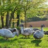 Produits de canard de barbarie